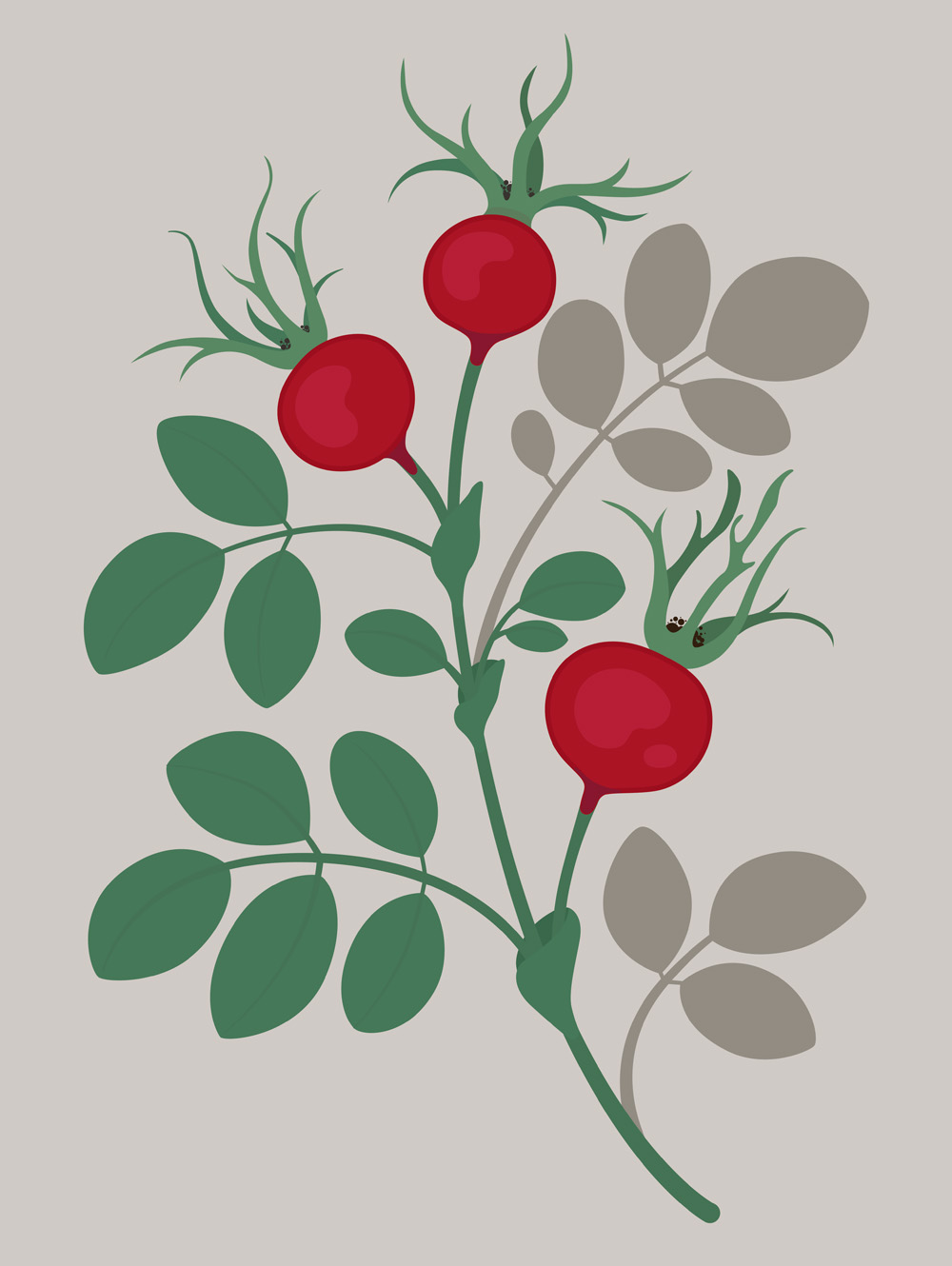 rosehips illustration