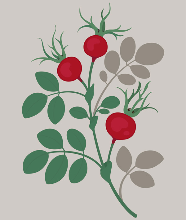 rosehips illustration